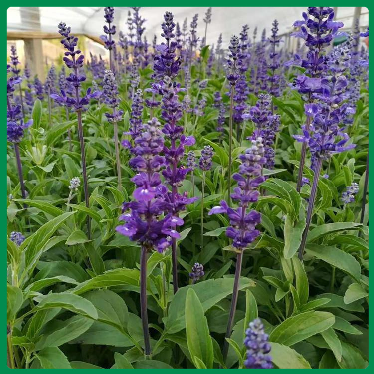 宿根鼠尾草 鼠尾草基地 批发量大优惠