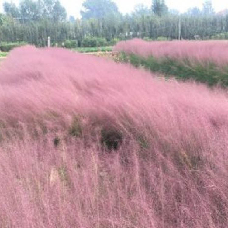 粉黛乱子草花海苗 观赏粉黛乱子草 苗圃直销