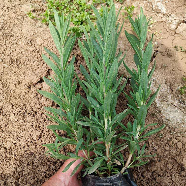 薰衣草花苗 基地培育薰衣草 薰衣草基地供应 河北薰衣草价格