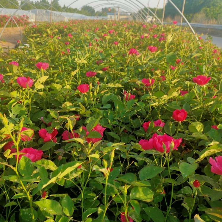观赏丰花月季基地出售 丰花月季种植基地