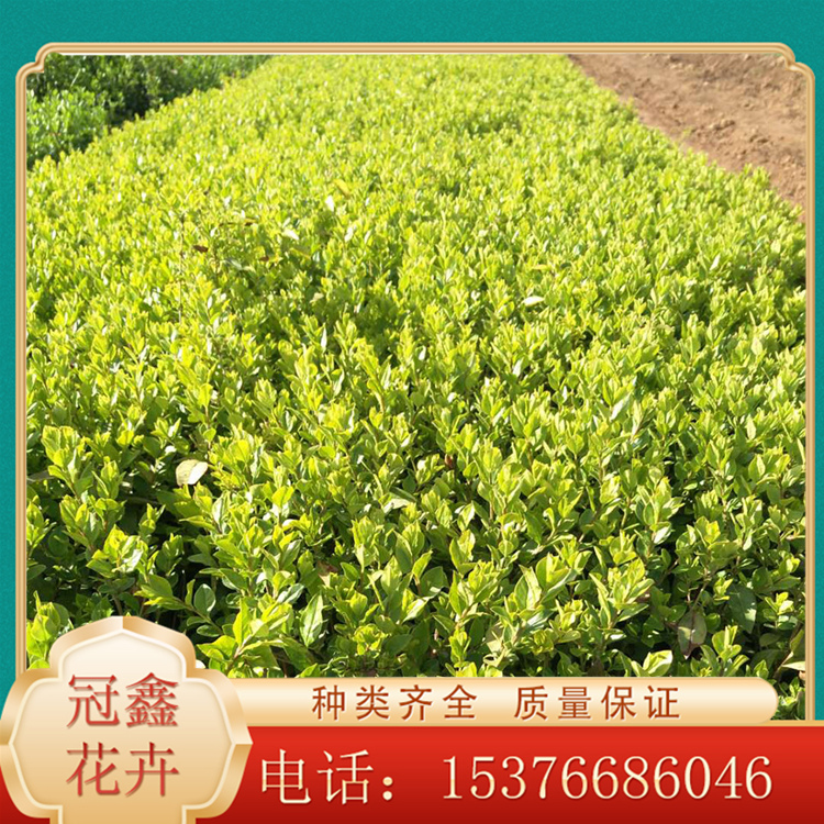 大叶扶芳藤 扶芳藤苗圃直销 扶芳藤价格