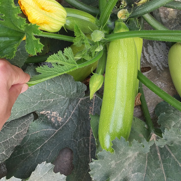 露天种植西葫芦种苗   抗TY  抗死棵 西葫芦苗 常年批发销售