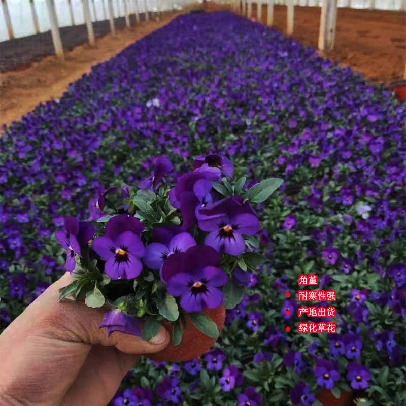 角堇价格 角堇出售 冬季草花常用品种