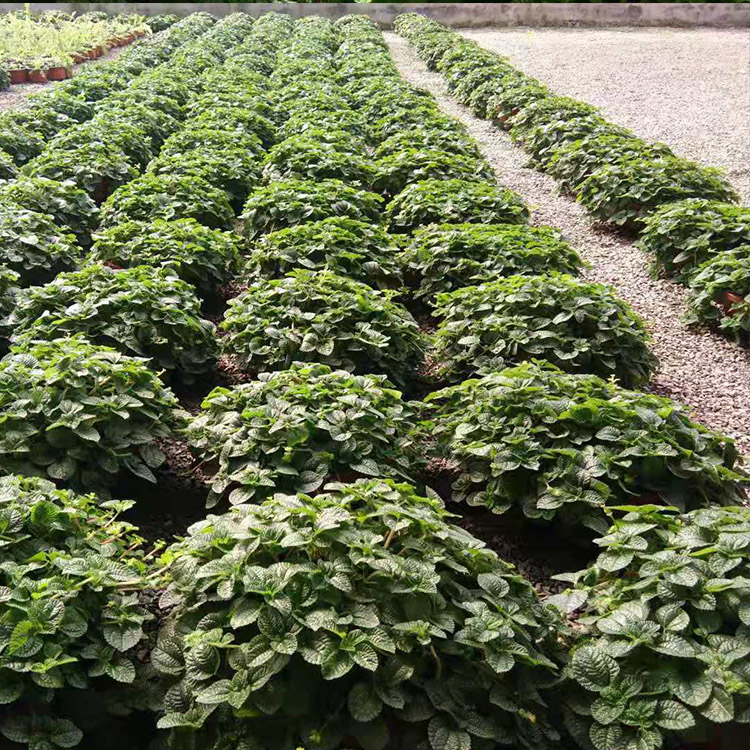 绿化植物吸毒草  吸毒草报价