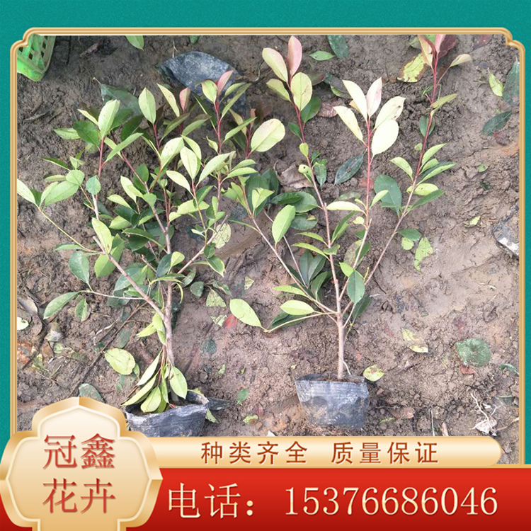优价直销红叶石楠 红叶石楠供应商 红叶石楠供货商