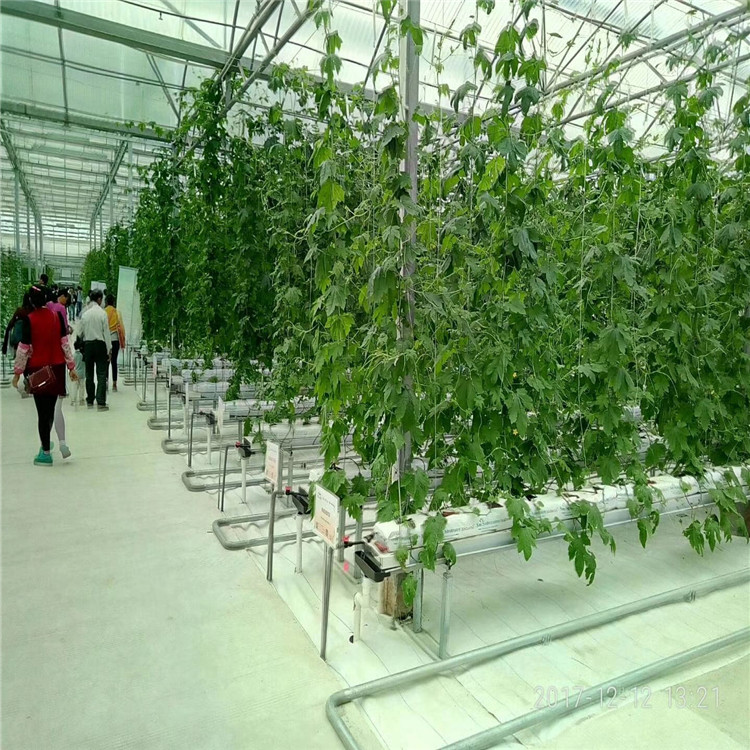 诚信厂家 草莓、甘蓝、花椰菜等栽培种植系统 无土栽培技术 期待洽谈