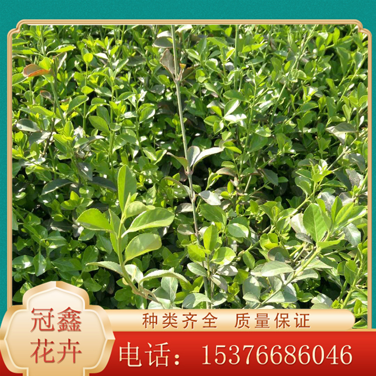 冠鑫培育扶芳藤苗 扶芳藤苗圃直供 扶芳藤批发