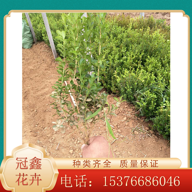 瓜子黄杨工程绿化苗 瓜子黄杨价格 临沂瓜子黄杨基地 青州冠鑫