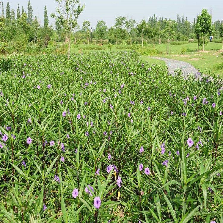绿篱用花翠芦莉  翠芦莉小苗  翠芦莉种植基地