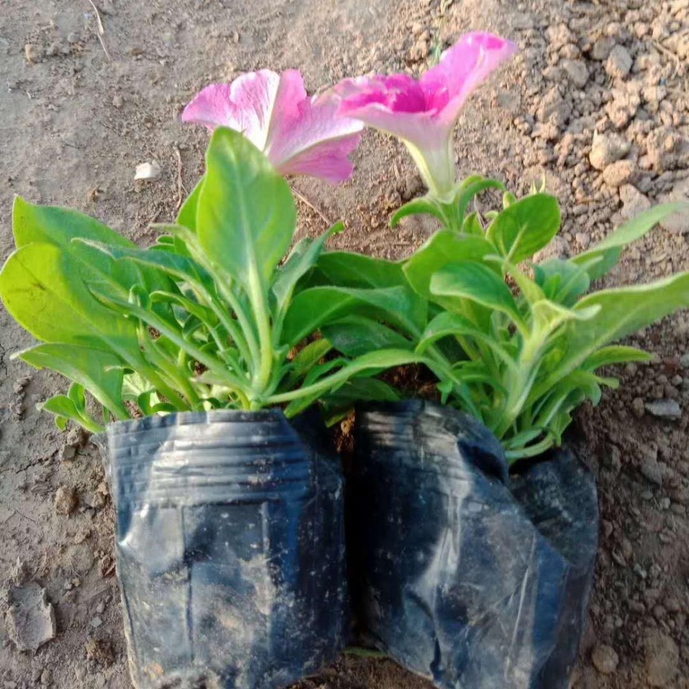 五色矮牵牛种植基地  矮牵牛花