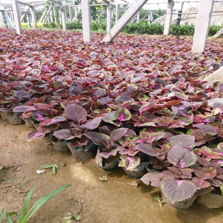 培育彩叶草  彩叶草  彩叶草基地批发