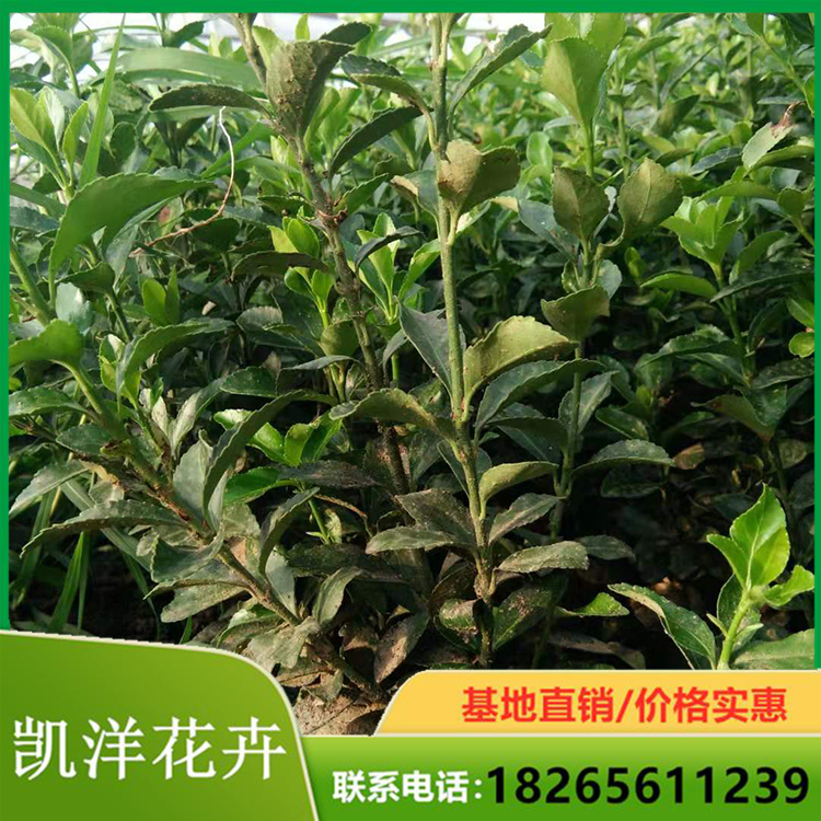 青州凯洋 冬青批发 冬青小苗根系发达 基地优价直销