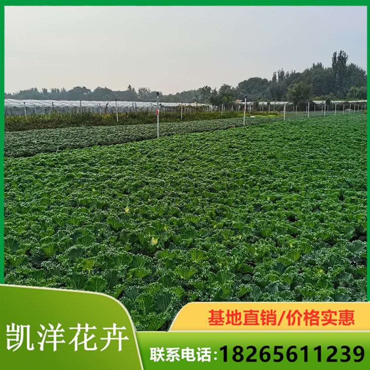 羽衣甘蓝培育 盆栽羽衣甘蓝 青州羽衣甘蓝基地