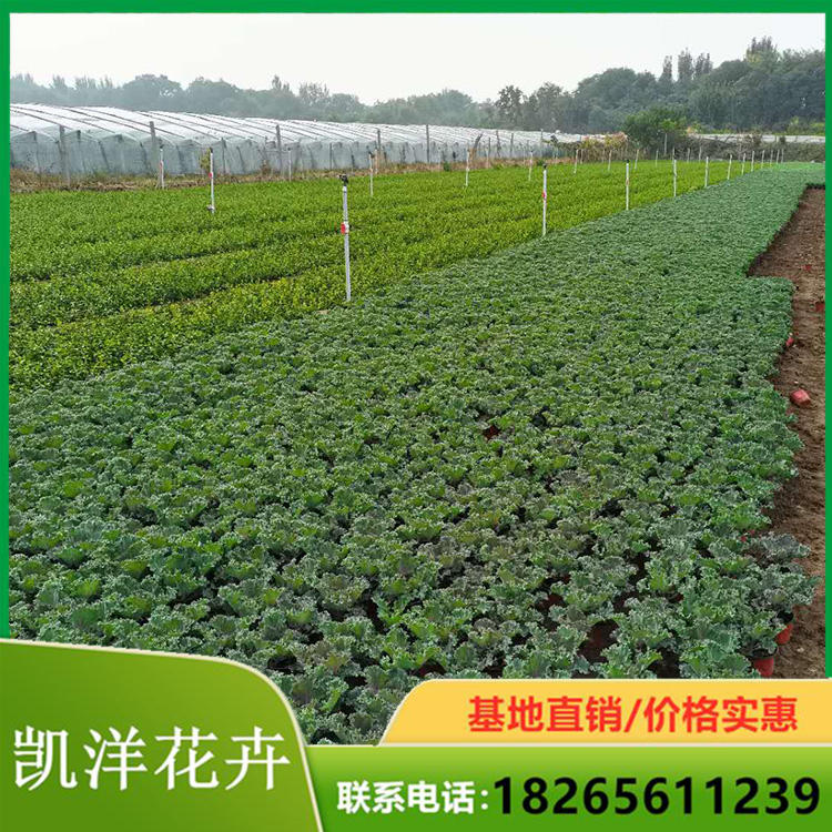 羽衣甘蓝价格 耐寒羽衣甘蓝 优良的羽衣甘蓝供货商