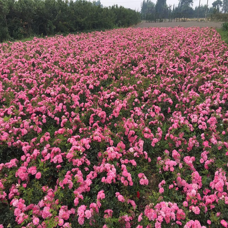 常年出售月季  月季花价格 大花月季春季行情