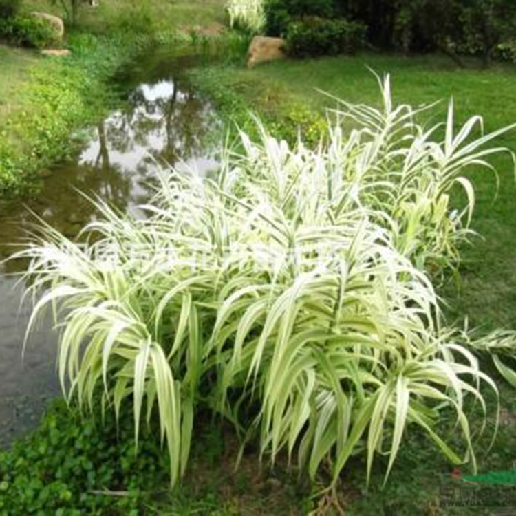 出售  花叶芦竹小苗易成活 【山东草花基地--启点】