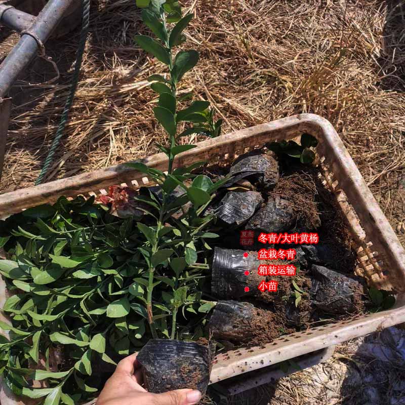 冬青价格 好苗出售 山东冬青
