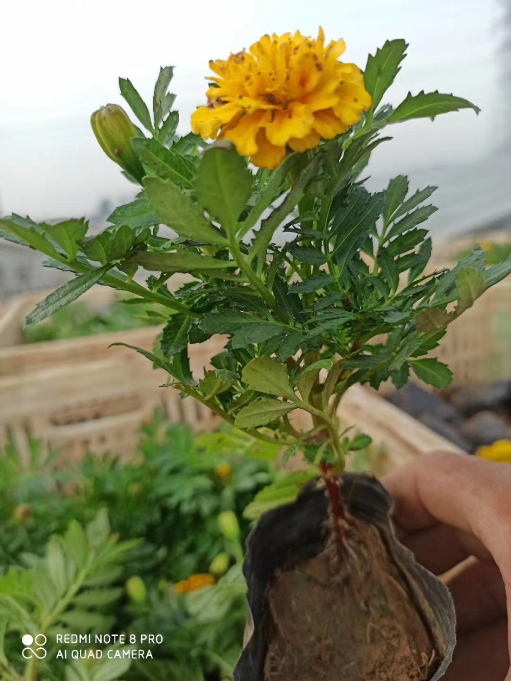 江苏孔雀草基地 孔雀草种植厂家 江苏孔雀草价格