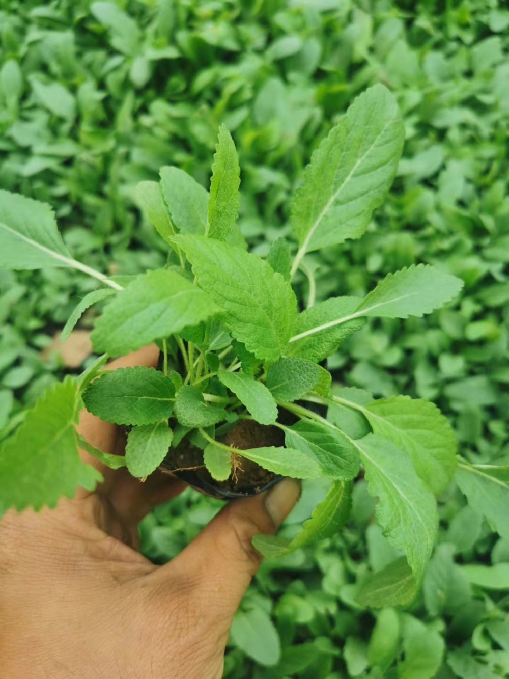 青州地被鼠尾草花期 地被鼠尾草价格表