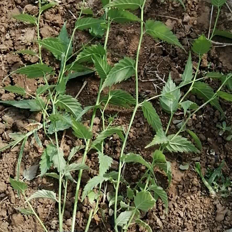 价格实惠 棣棠花 棣棠价格