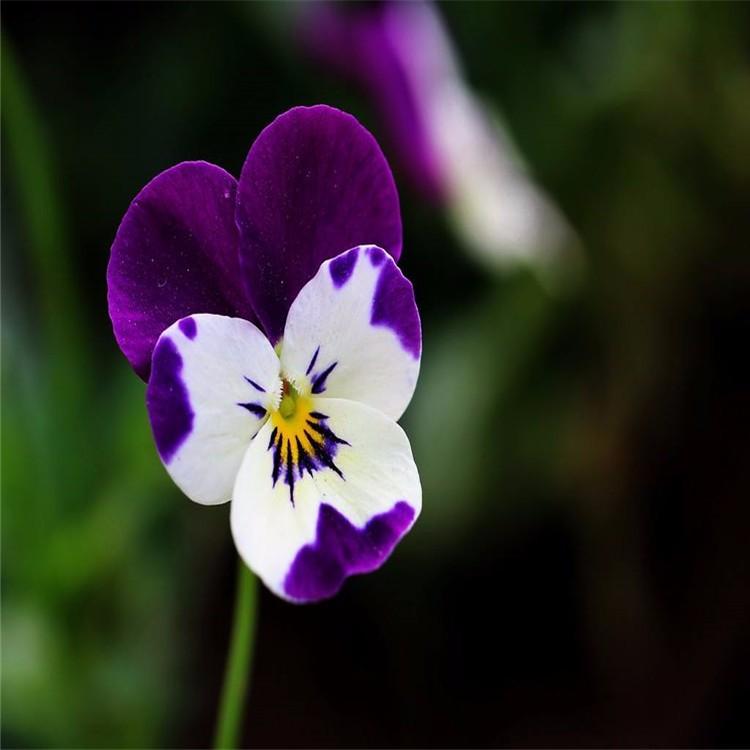 小涵花卉苗圃直供三色堇价格 三色堇行情