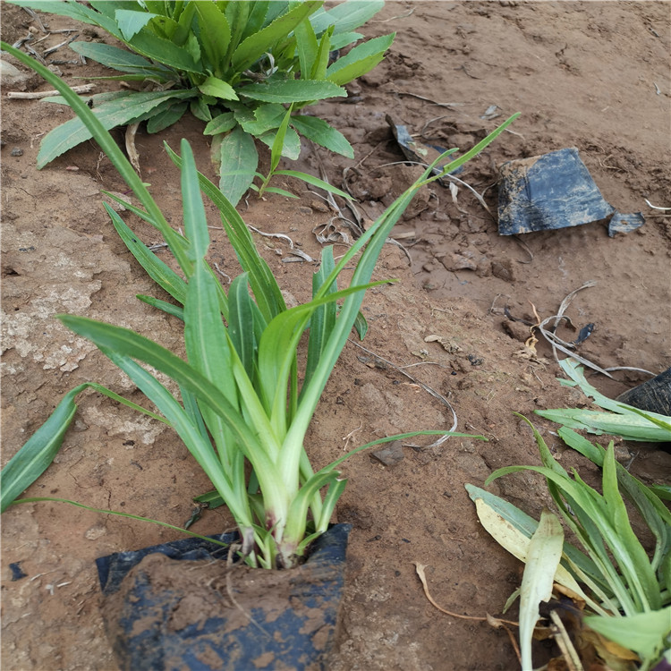 蛇鞭菊批发 青州蛇鞭菊批发商 蛇鞭菊销售 蛇鞭菊报价