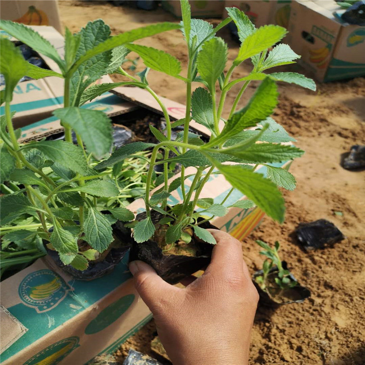 马鞭草报价 马鞭草小苗 山东马鞭草现状