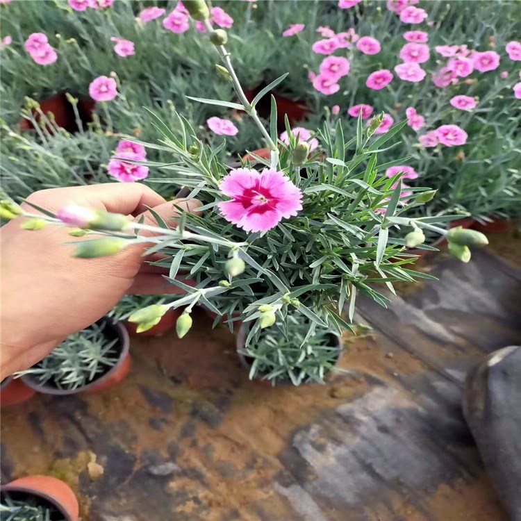 基地出售 租摆彩虹石竹 彩虹石竹种植基地 彩虹石竹报价