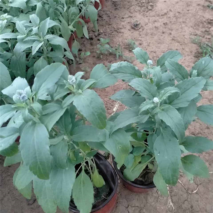 鼠尾草 基地栽培草花鼠尾草花苗 菏泽鼠尾草批发商 青州立腾