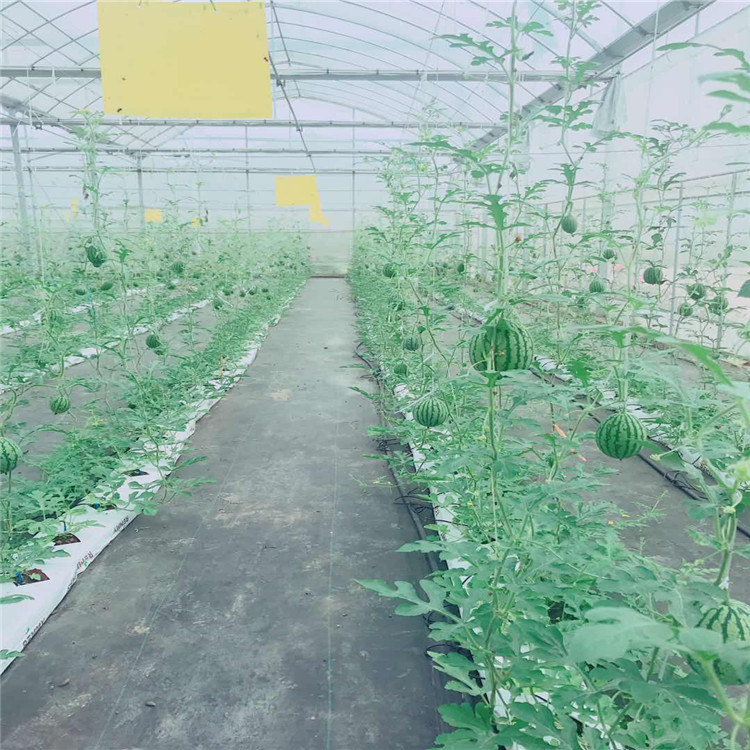 下挖槽式果菜种植系统 下挖式砂石栽培槽 U型下挖式砂石栽培槽  果菜种植