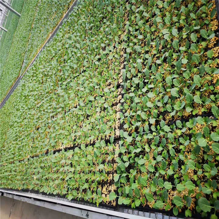 有机栽培基质 营养基质 期待合作 进口椰糠 种植基质 蔬菜水果花卉无土栽培基质