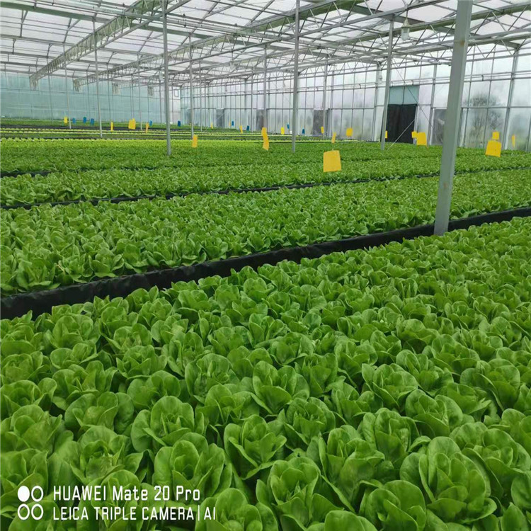潮汐叶菜种植系统  水肥一体 以色列潮汐叶菜种植系统 无土栽培