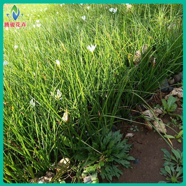 葱兰又名葱莲 青州草花批发基地 供应大量葱兰