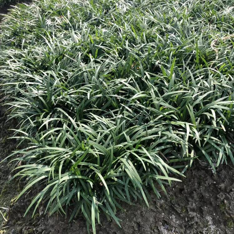 绿化用多年生草本 日本矮麦冬 移栽易活 顺和花卉