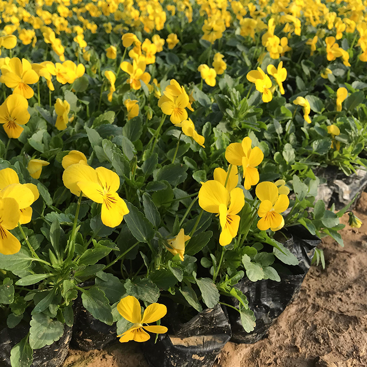 河北三色堇批发商 三色堇_多种花色 花坛租摆三色堇培育基地