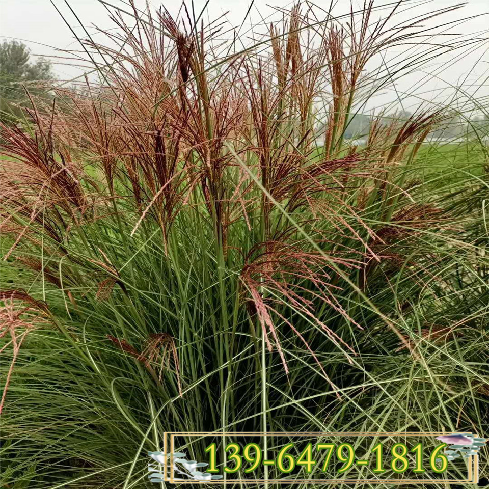 常年批发水生植物 晨光芒小苗 量大从优 晨光芒苗价格