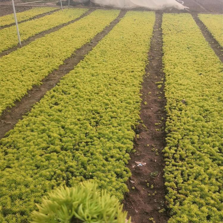 黄金条 自产直供佛甲草直发