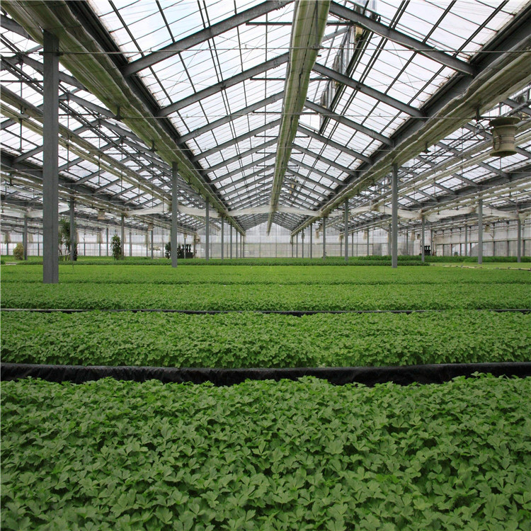M式水培叶菜系统 无土栽培技术 液流技术 漂浮栽培技术 叶菜栽培
