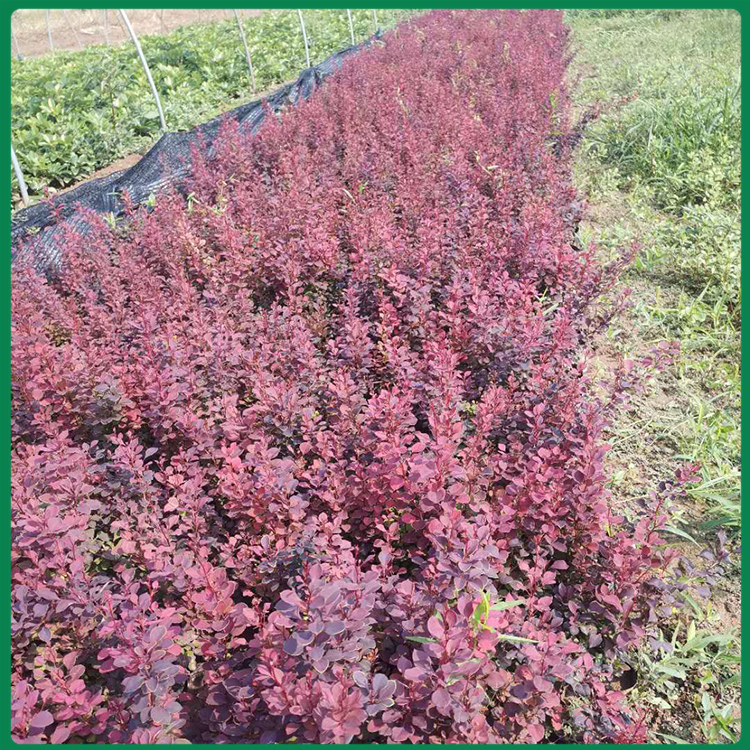 红叶小檗基地 青州启景花卉大量栽培红叶小檗小苗 红叶小檗价格