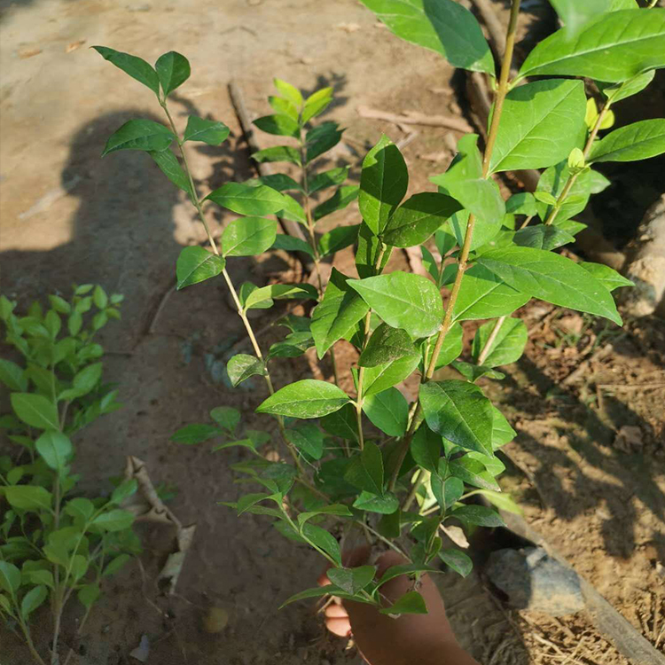 金叶女贞批发商 青州金叶女贞种植基地 金叶女贞小苗