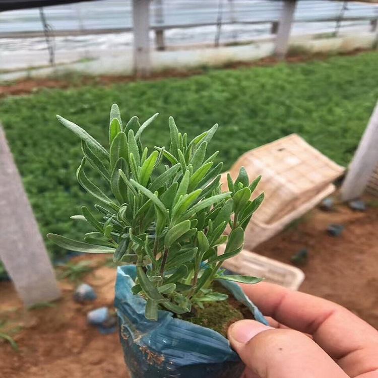 薰衣草 薰衣草花海小苗 山东薰衣草培育基地