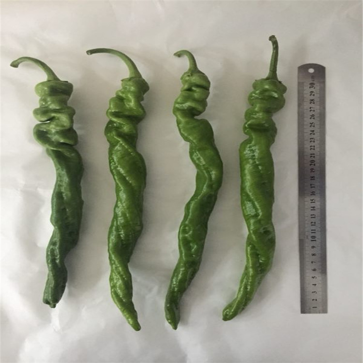批发出售线椒种苗 辣椒种苗条顺  抗死棵 批发好价