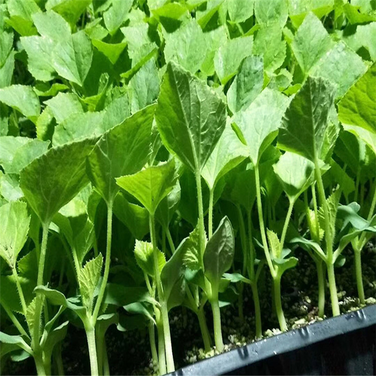 批发出售大果型羊角蜜种苗  甜瓜种苗不裂果 甜度高 量大价优