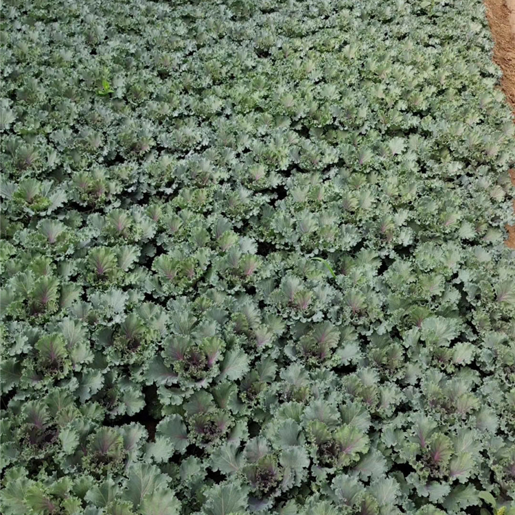 观叶羽衣甘蓝 山东羽衣甘蓝 耐寒花卉羽衣甘蓝