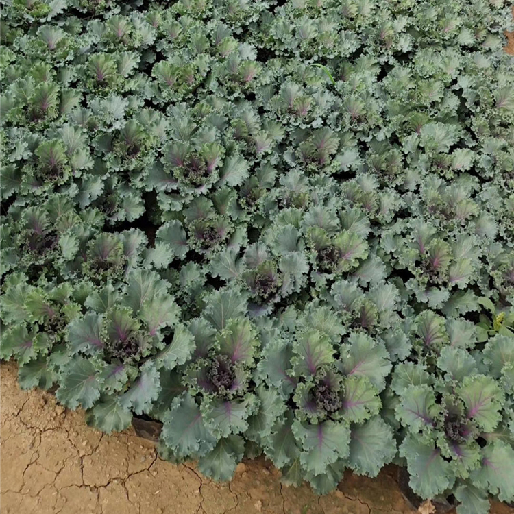 观叶羽衣甘蓝盆栽 映雪花卉栽培 草本羽衣甘蓝 二年生花卉