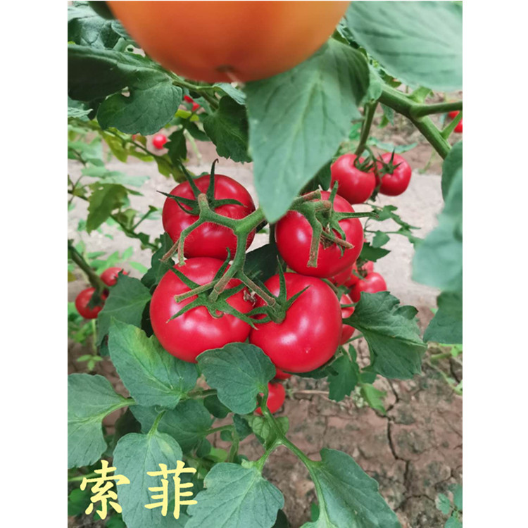 潍坊越夏拱棚种植番茄种苗   山东越夏西红柿种苗  耐热抗病毒西红柿种子