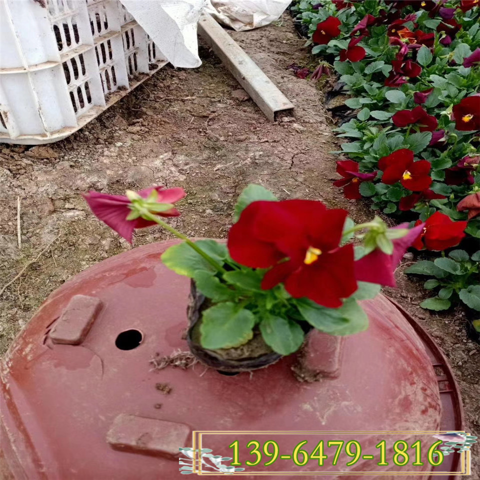 高8-15公分三色堇营养杯苗 蝴蝶花花期 镶边三色堇小苗