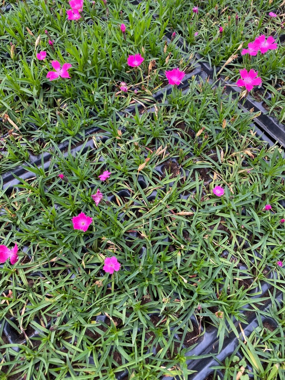 欧石竹穴盘苗价格  欧石竹键盘苗价格  开花草坪  小涵花卉  青州欧石竹小苗价格