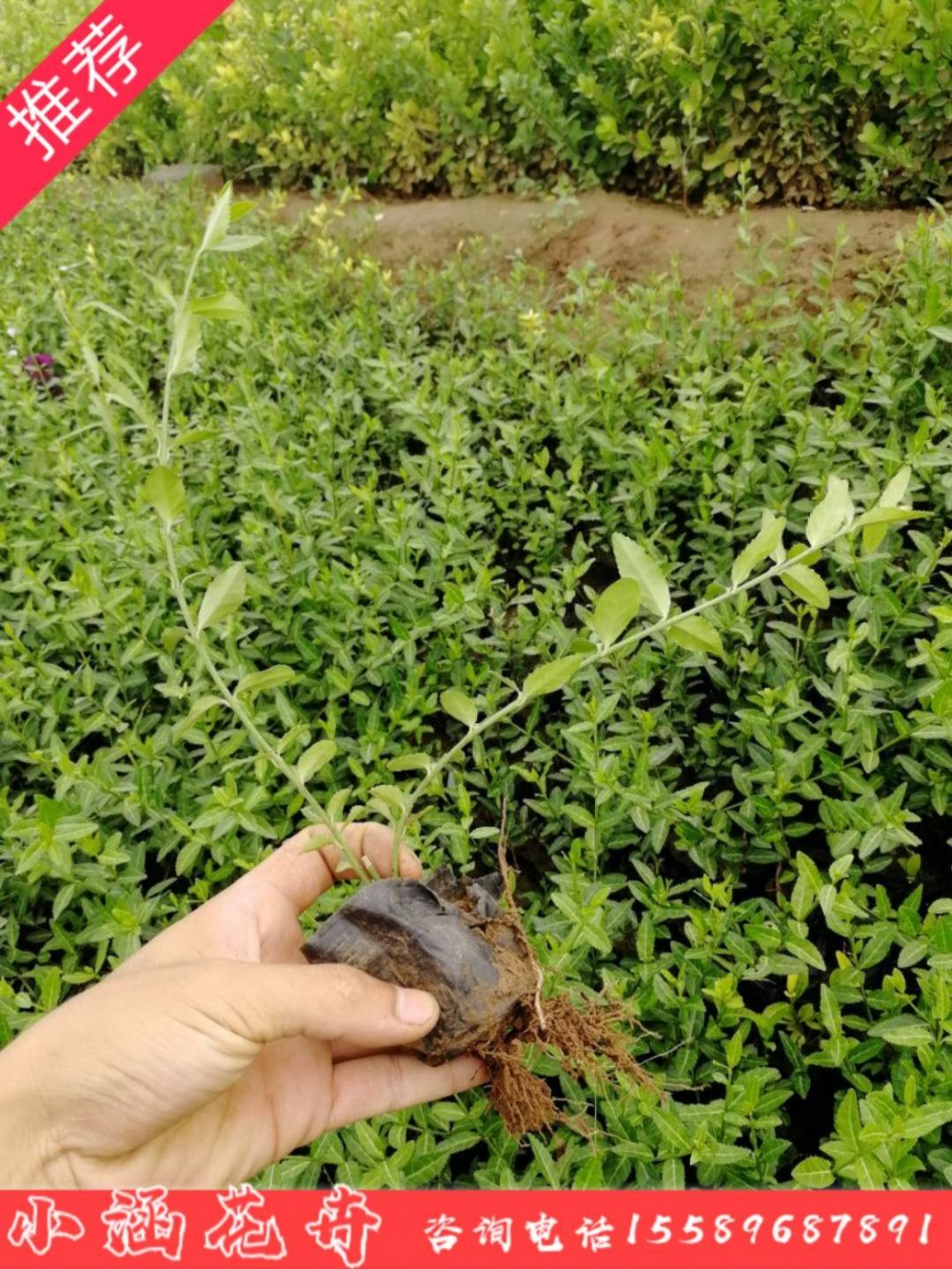 小叶扶芳藤  优质小叶扶芳藤    护坡专用 小涵花卉绿化苗木