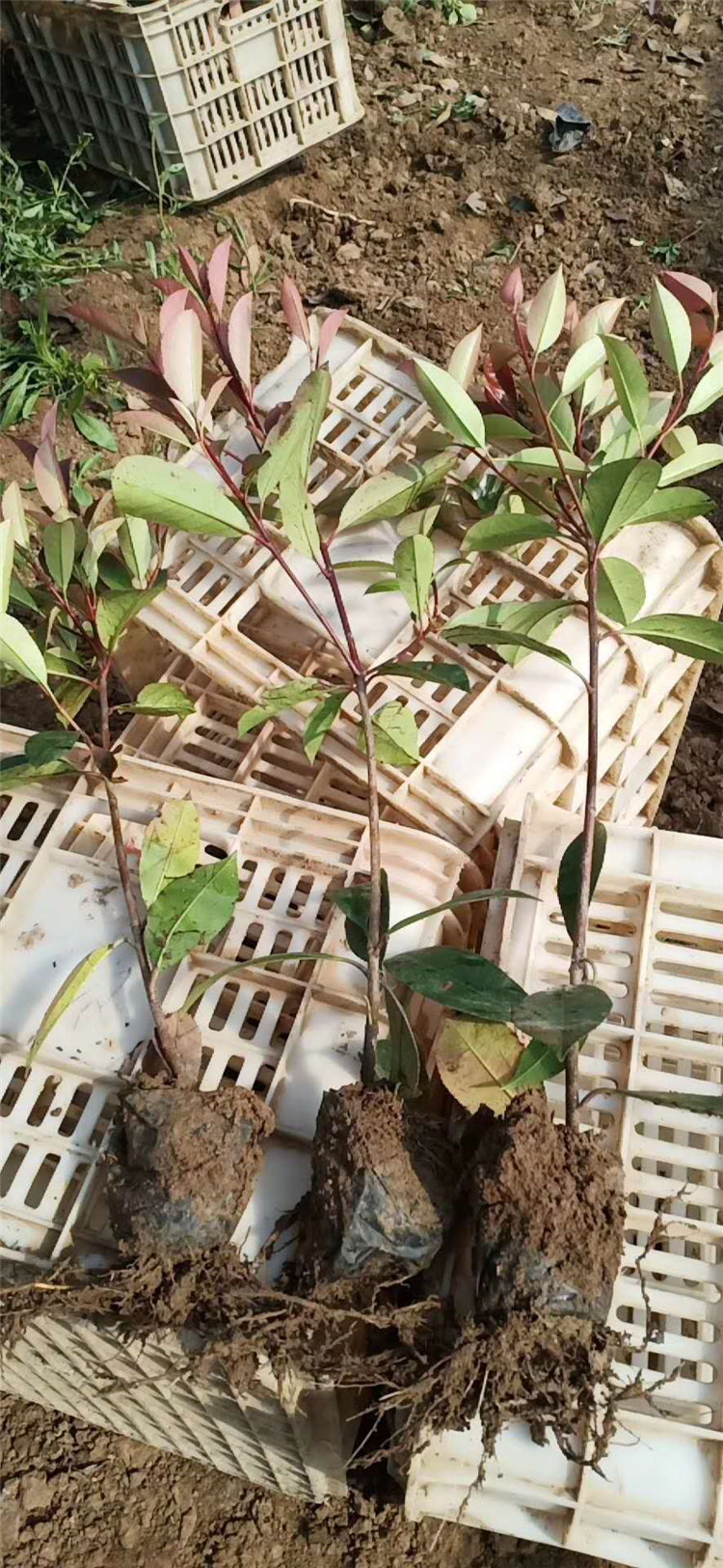 绿篱用红叶石楠 红叶石楠价格 红叶石楠小苗基地